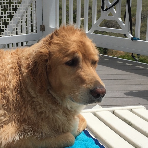 Meet your Posher, Helene - Picture 3 of 6